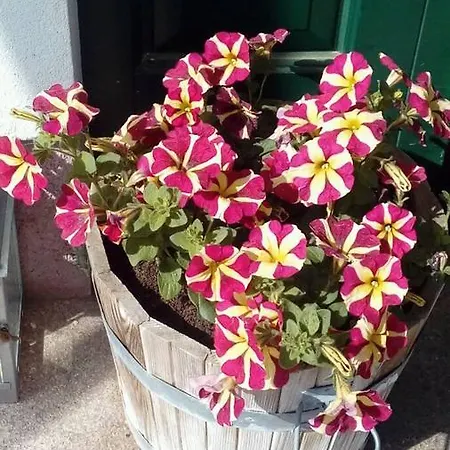 Hotel Gasthof Schonblick Russbach am Pass Gschütt